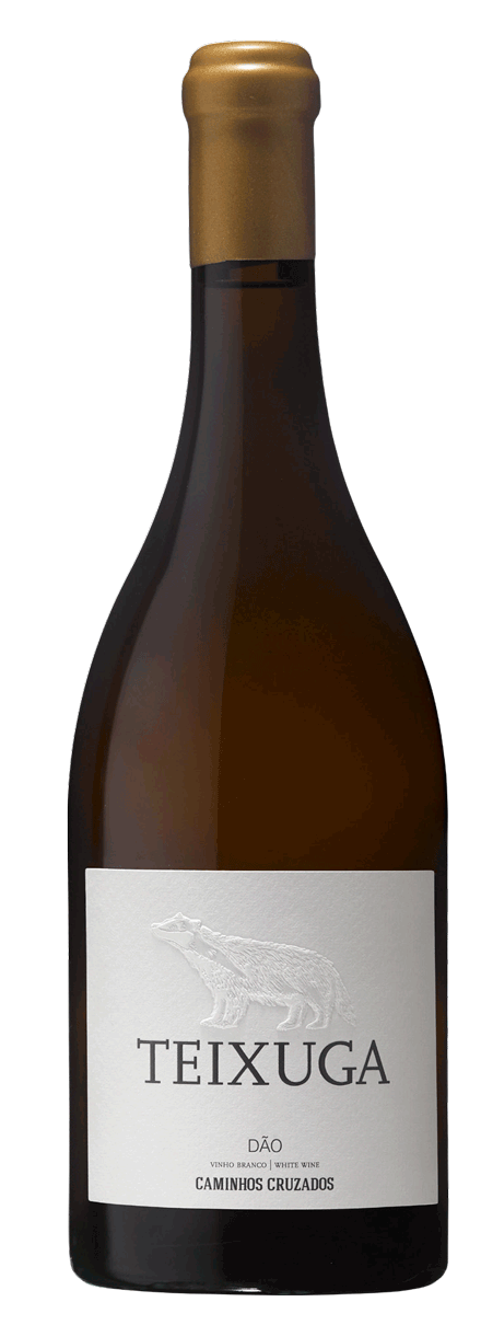 
                  
                    Teixuga White 2019
                  
                